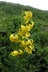 Lilium kesselringianum