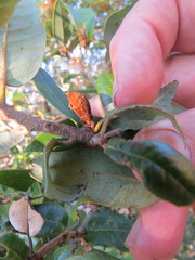 Heteroecus melanoderma