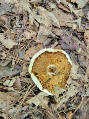 Lactifluus piperatus