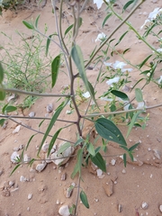 Palafoxia sphacelata