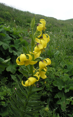 Lilium kesselringianum