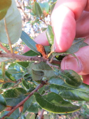 Heteroecus melanoderma