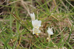 Freesia leichtlinii