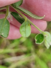 Pimelea altior
