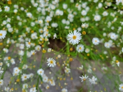 Boltonia asteroides