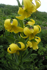 Lilium kesselringianum
