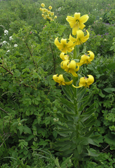 Lilium kesselringianum