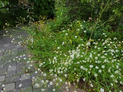 Boltonia asteroides