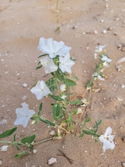 Euploca convolvulacea