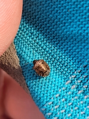 Cosmopepla intergressa