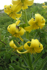 Lilium kesselringianum