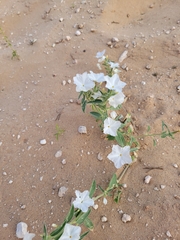 Euploca convolvulacea