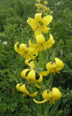 Lilium kesselringianum