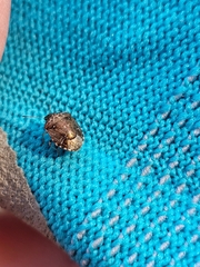 Cosmopepla intergressa