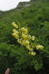 Lilium kesselringianum