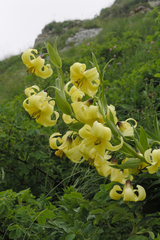Lilium kesselringianum