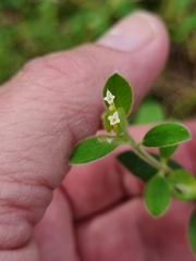Pimelea altior