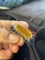 Phaegopterina