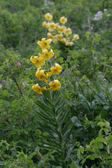 Lilium kesselringianum