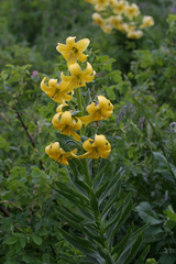 Lilium kesselringianum