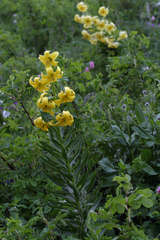 Lilium kesselringianum
