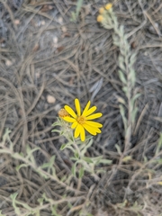 Heterotheca hirsutissima