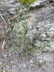 Solidago simplex