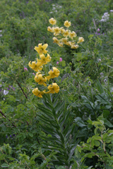 Lilium kesselringianum