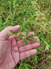 Pimelea altior