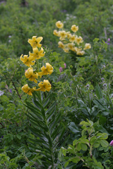 Lilium kesselringianum