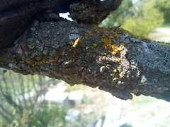 Xanthomendoza weberi