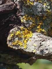 Xanthomendoza weberi