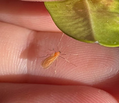 Monarthropalpus flavus