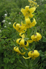 Lilium kesselringianum