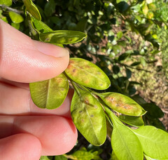 Monarthropalpus flavus