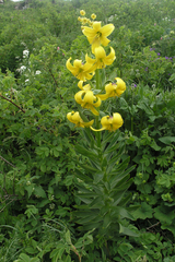 Lilium kesselringianum