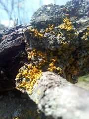 Xanthomendoza weberi