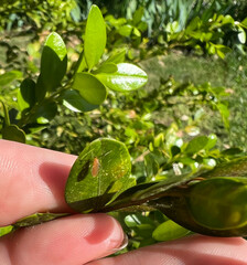 Monarthropalpus flavus