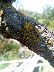 Xanthomendoza weberi