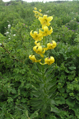 Lilium kesselringianum