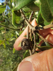 Callirhytis chrysobalani