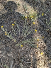 Heterotheca hirsutissima