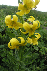 Lilium kesselringianum