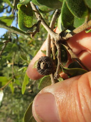 Callirhytis chrysobalani