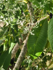 Megachile xylocopoides