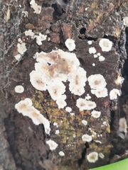 Peniophora albobadia