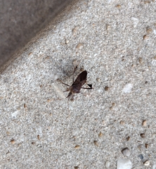 Leptoglossus oppositus