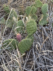 Opuntia cymochila