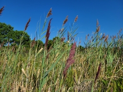 Phragmites