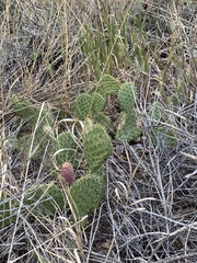 Opuntia cymochila